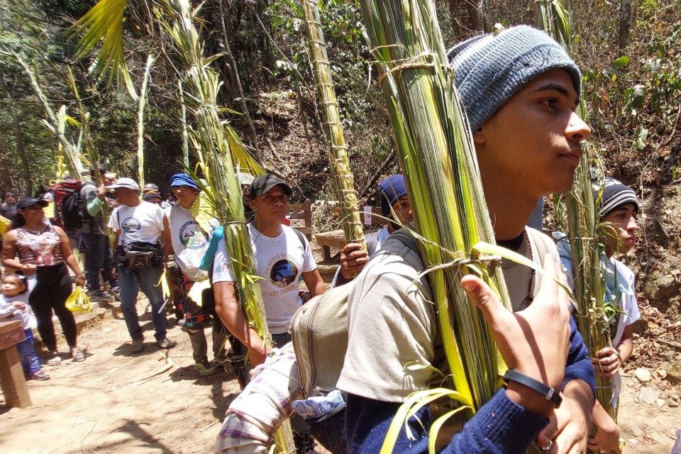 Palmeros de chacao