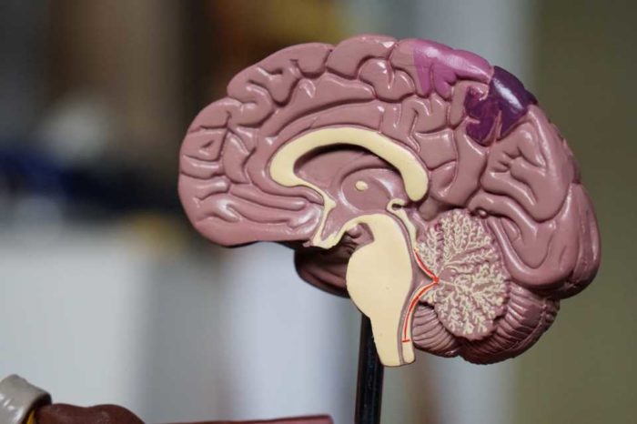 Salud mental cerebro Foto Robina Weermeijer Unsplash