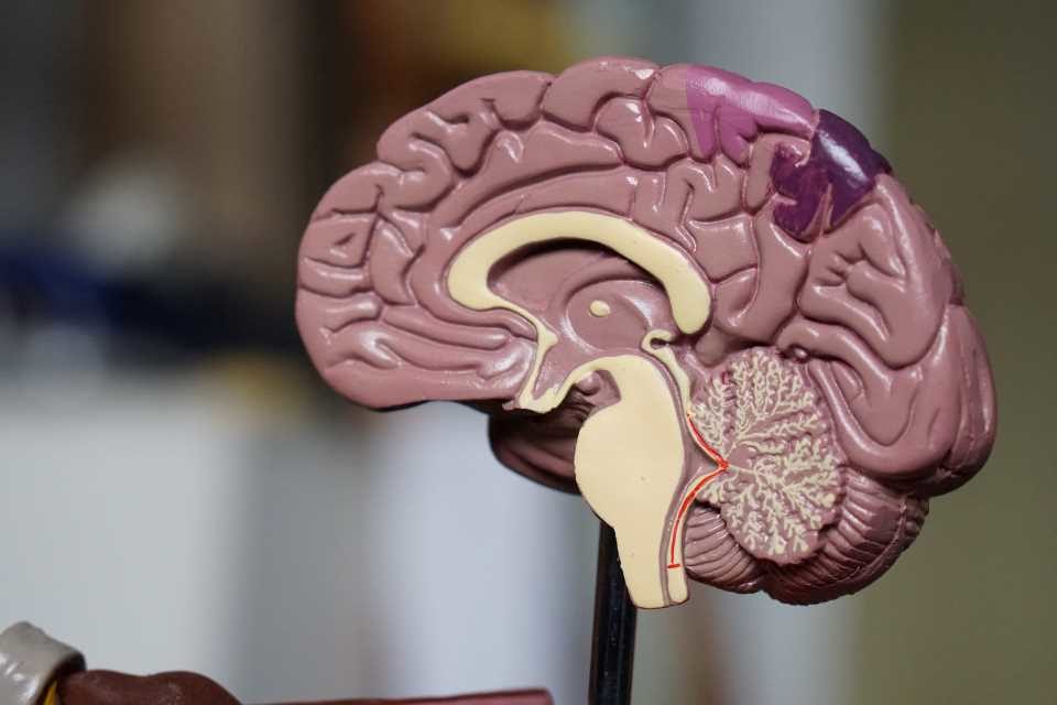 Salud mental cerebro Foto Robina Weermeijer Unsplash