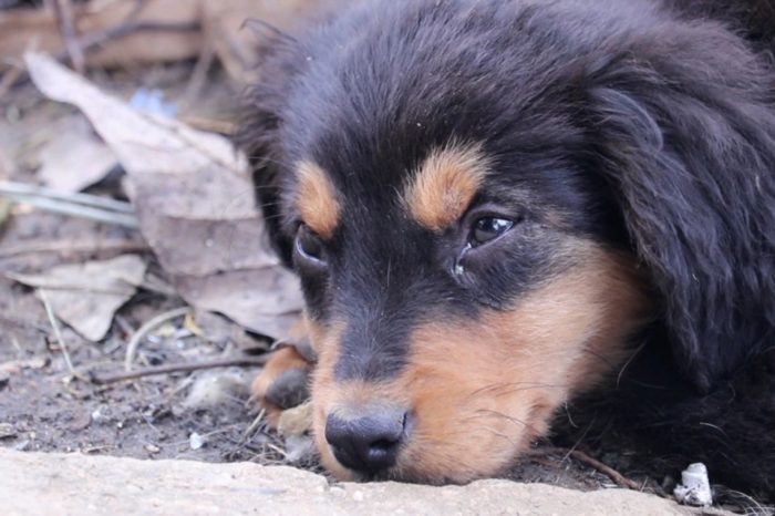 Perros refugio Venezuela VOA Nicole Kolster