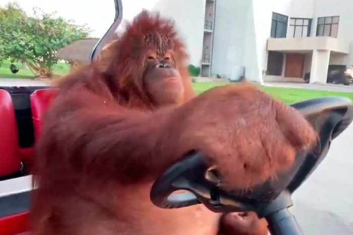 Fórmula Zoo-Kart