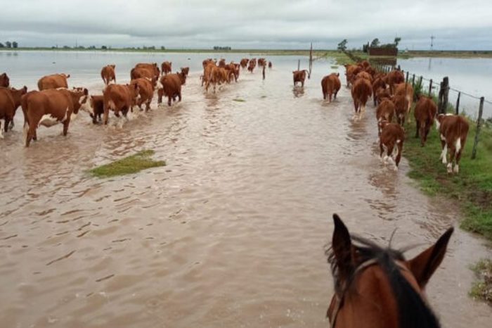 Caballos lluvias falcon 28.09.2022