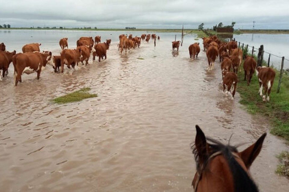 Caballos lluvias falcon 28.09.2022