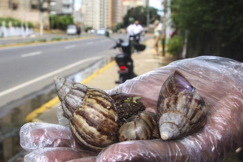 Caracol africano