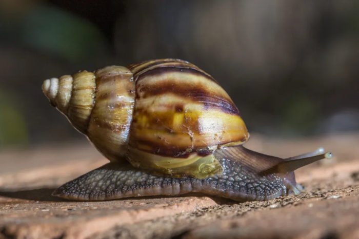 Caracol africano