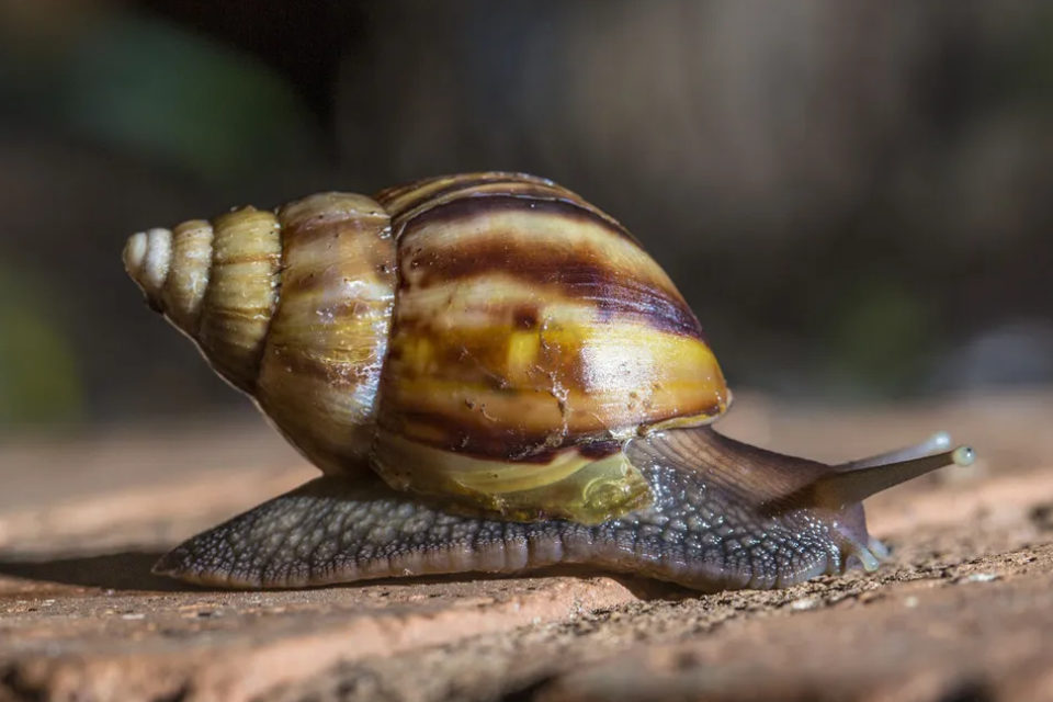 Caracol africano