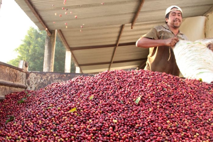 caficultores café morán Lara