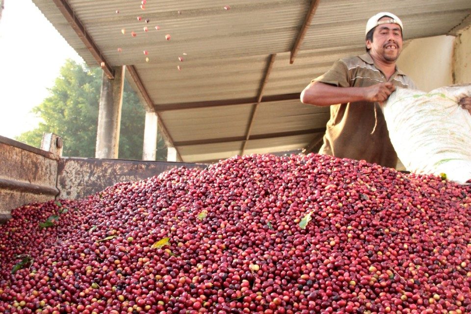 caficultores café morán Lara