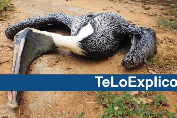 EsPaja gripe aviar pelicano