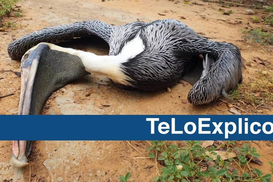 EsPaja gripe aviar pelicano