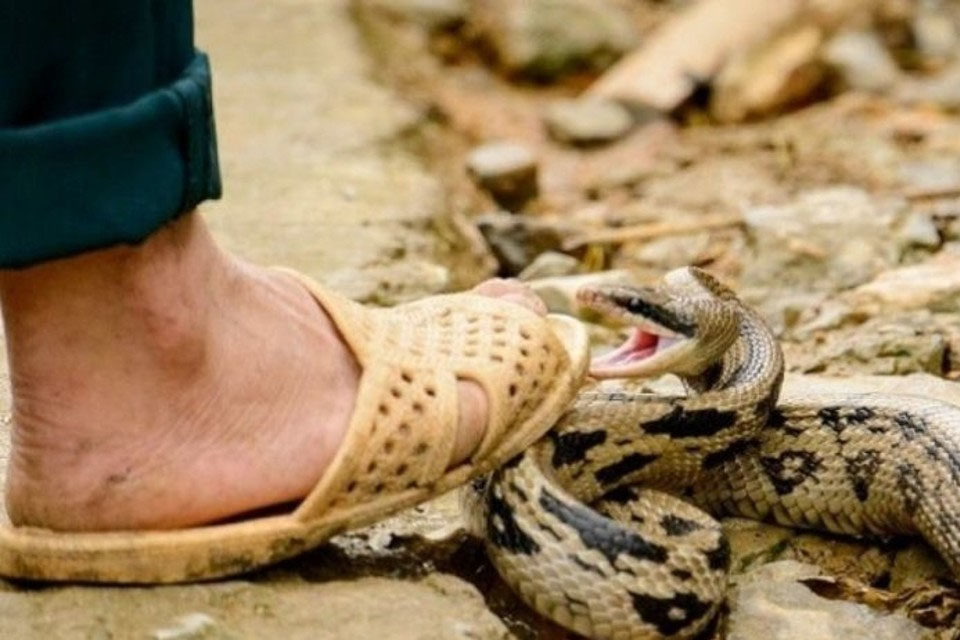 serpiente