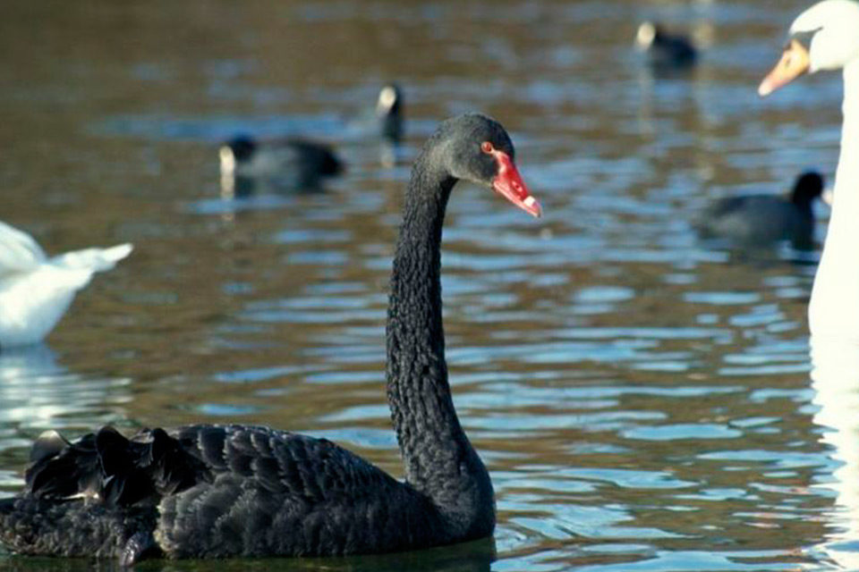 Cisne negro y crisis opositora
