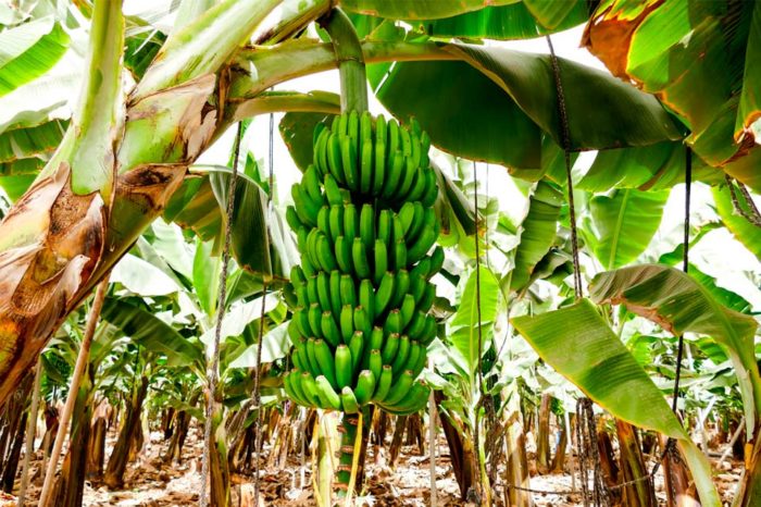 plantaciones de plátanos en riesgo por fusarium