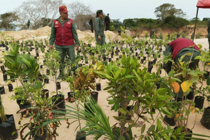 Reforestación