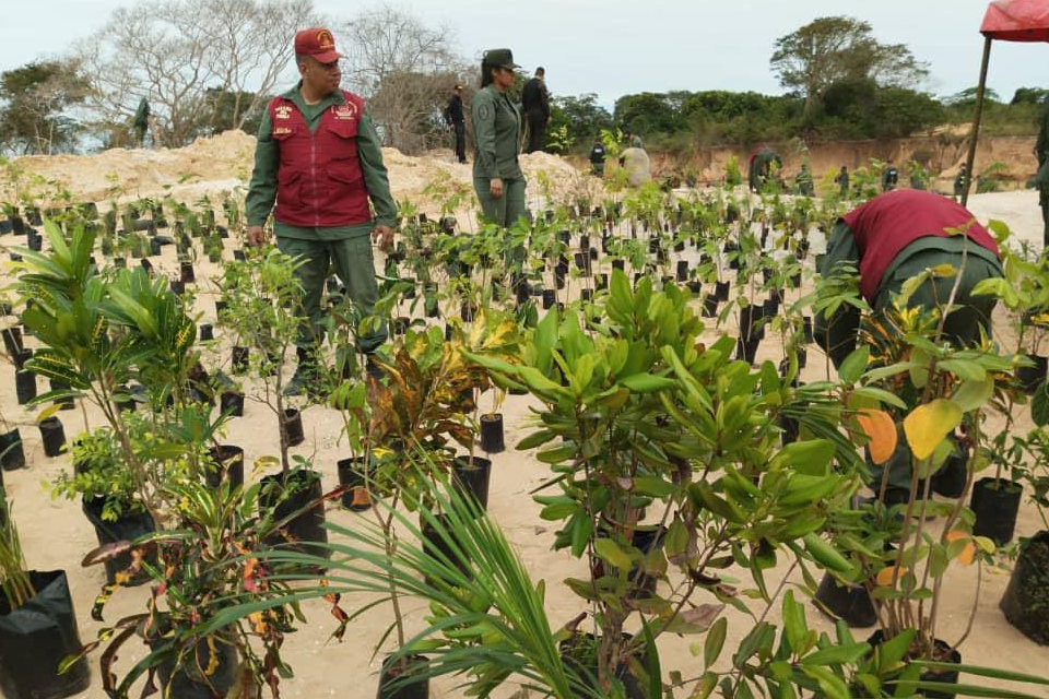 Reforestación