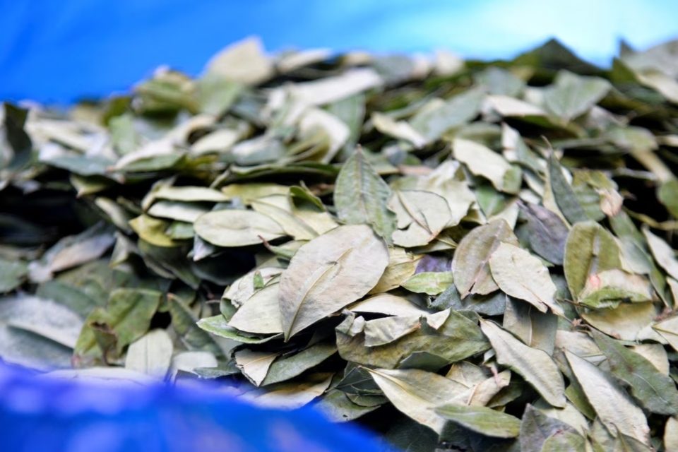 hoja de coca bolivia colombia VOA