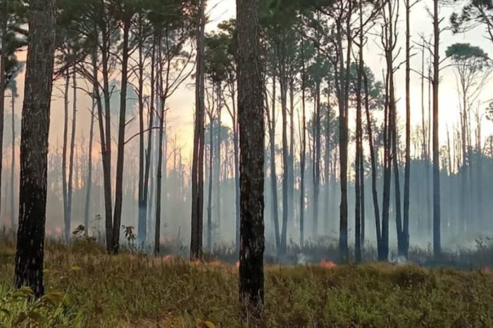 Incendios forestales