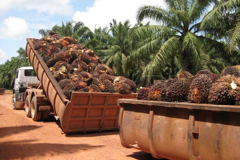 palma aceitera