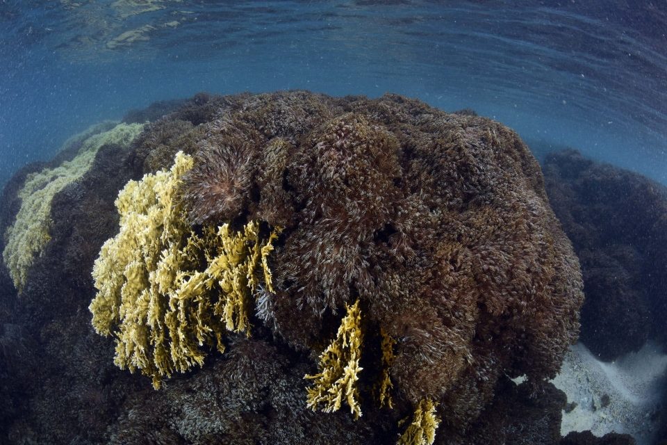 Proyecto Unomia coral invasor especies invasoras