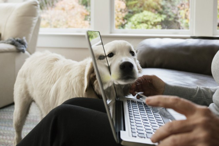 Telemedicina veterinaria