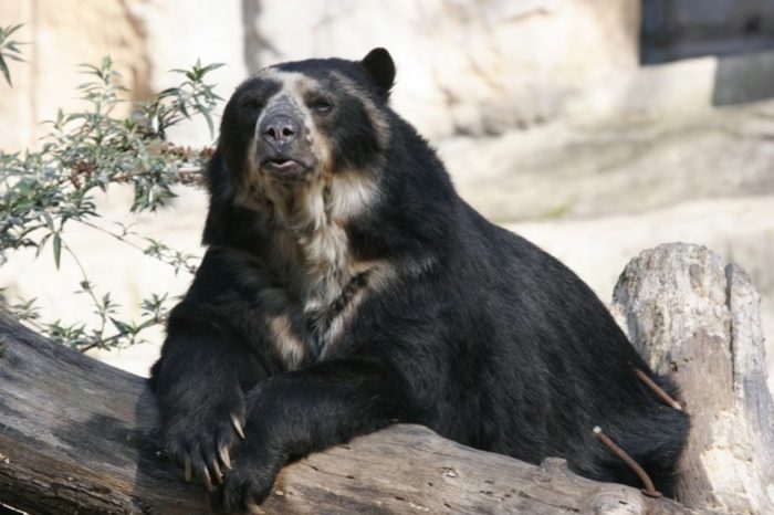 Oso frontino