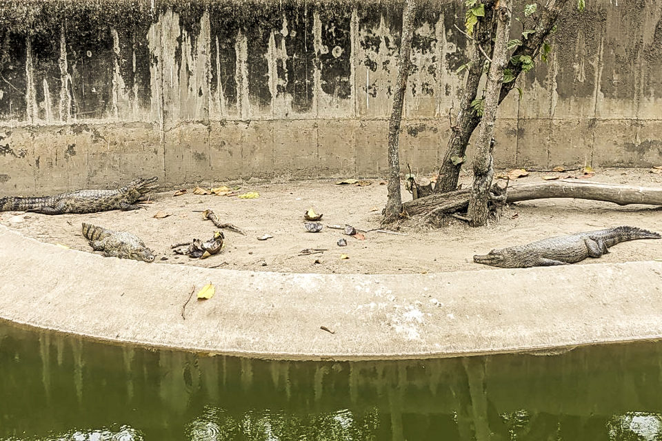 Parque del Este-cocodrilos
