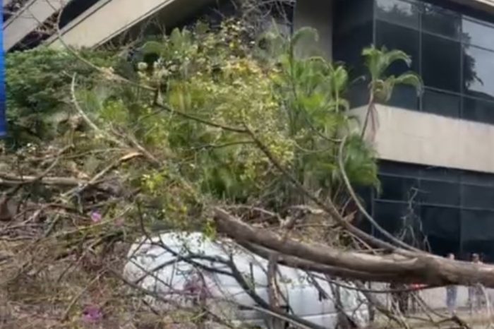 Árbol Chacao La Castellana