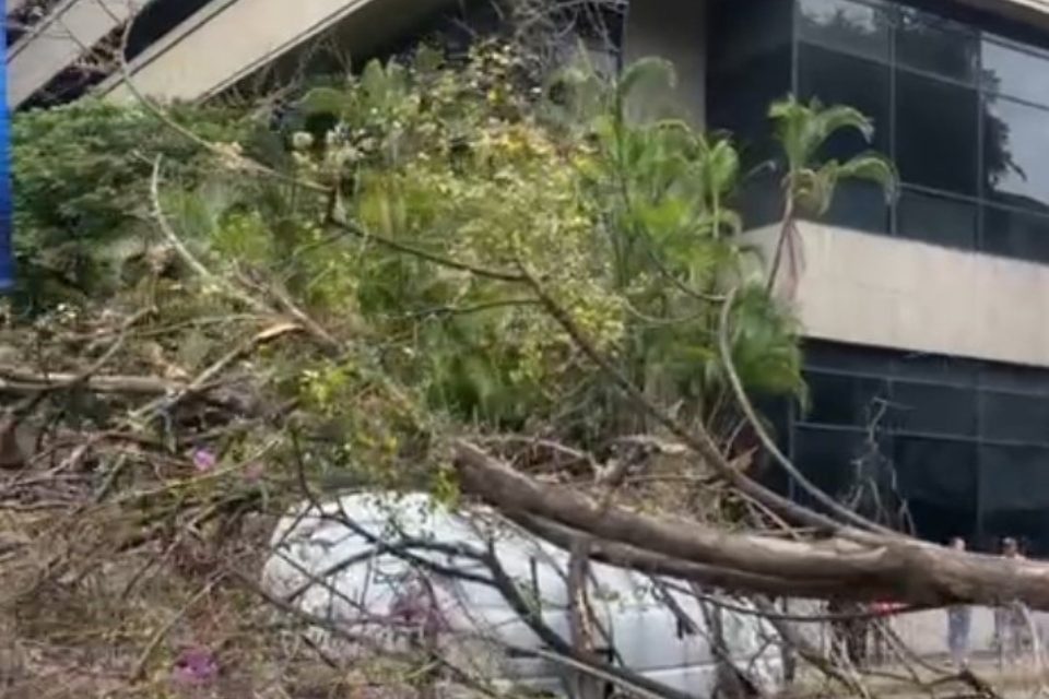 Árbol Chacao La Castellana