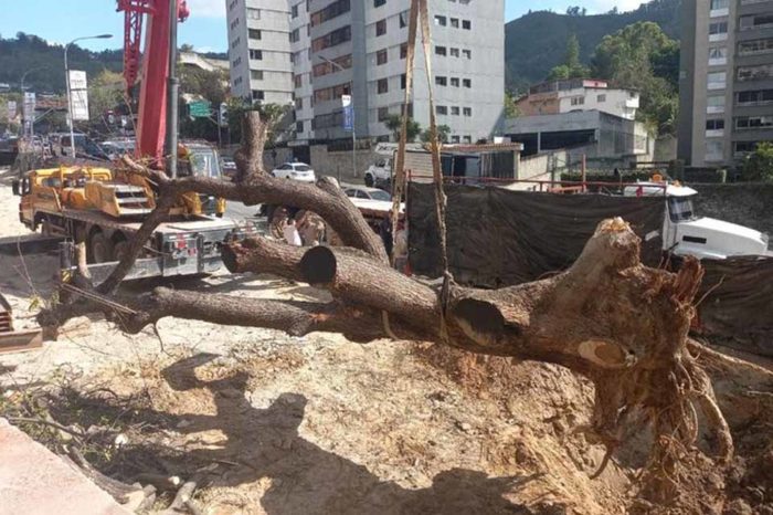 Saman el cigarral el hatillo javier gorriño