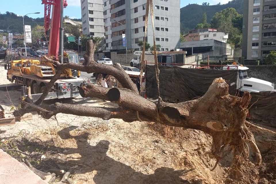 Saman el cigarral el hatillo javier gorriño