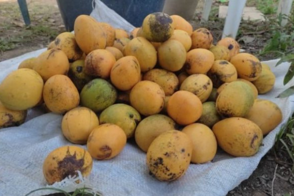 Tucupita - habitantes compran mangos para enfrentar el hambre