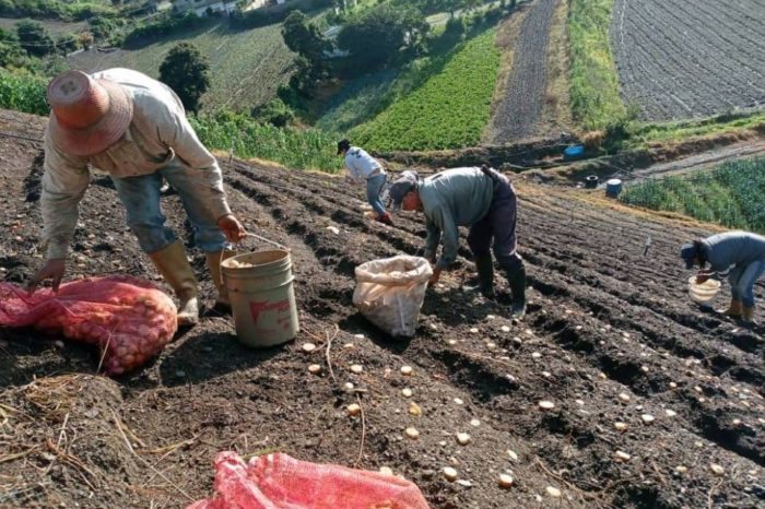 productores Sigesai
