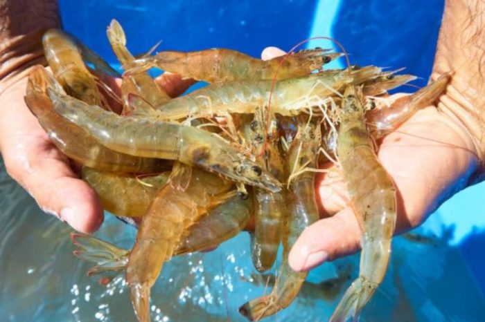 Camarones exportación referencial