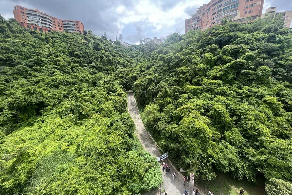Entrada parcela La Alameda bosque