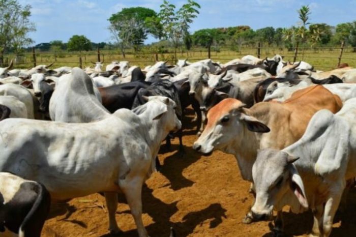 Carnes, ganado, consumo Zulia Fedenaga