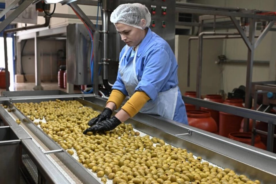 Aceitunas Grecia cambio climático