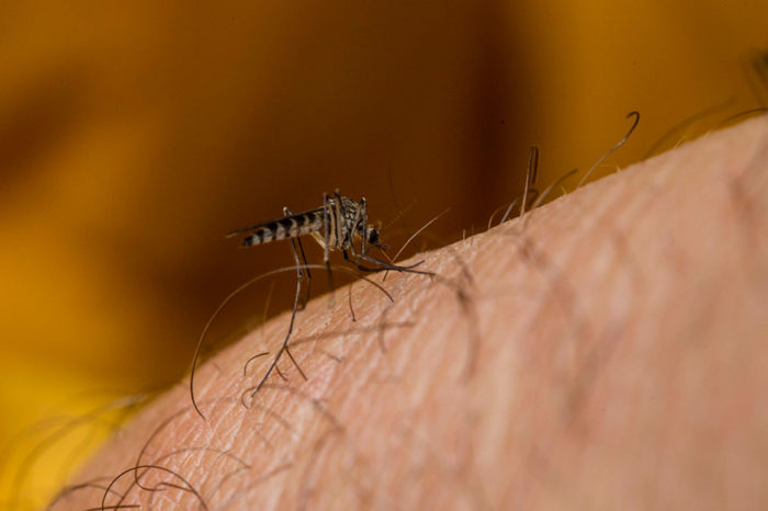 El cambio climático impacta en el aumento de los casos de dengue - Sociedad Venezolana de Infectología