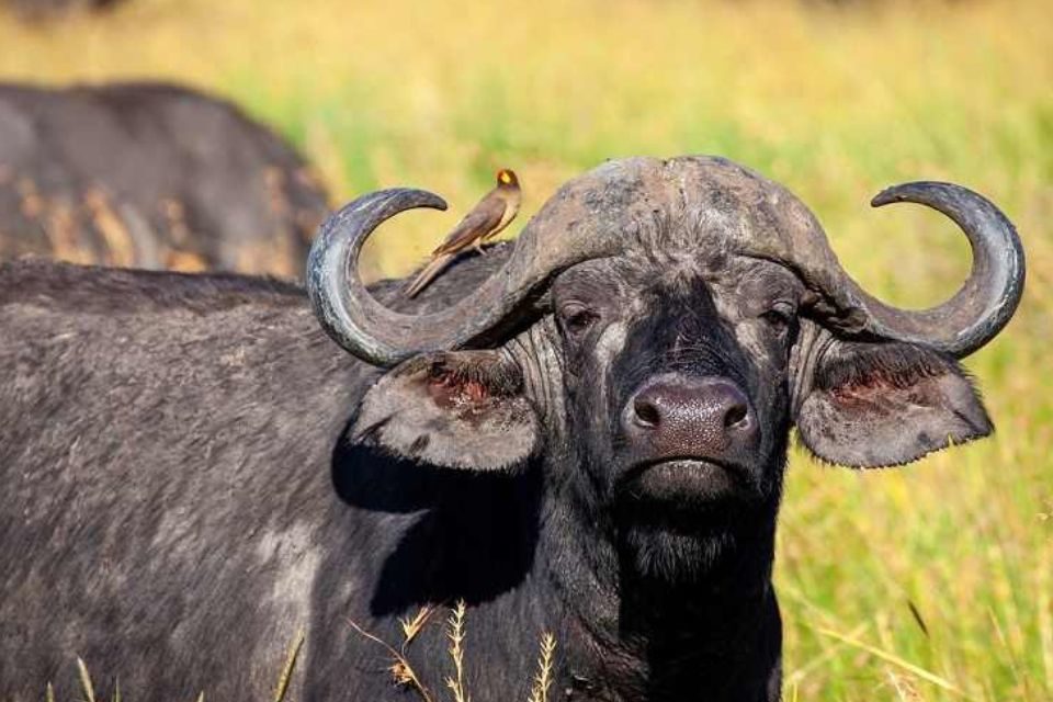 Búfalo Venezuela