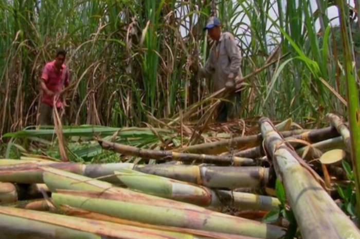 Fesoca cañicultores