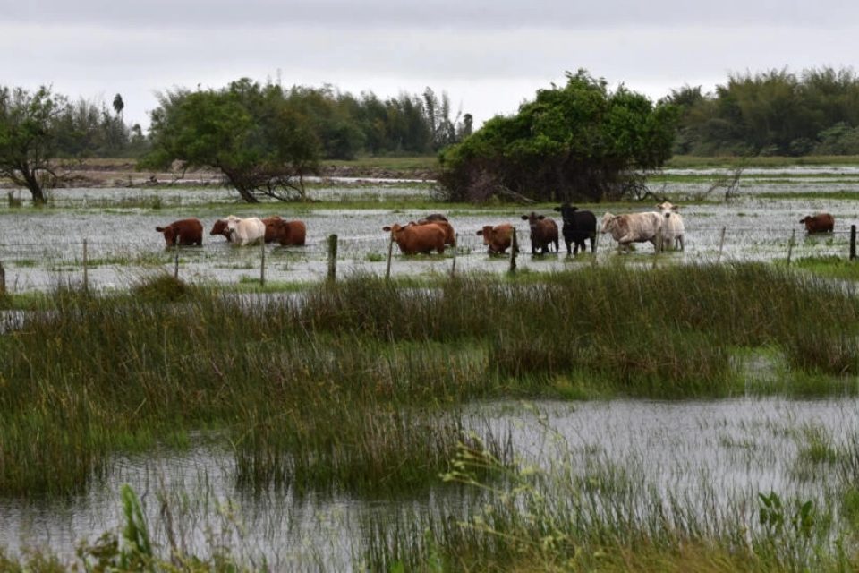 Vacas rio Panama El Niño