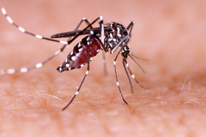 Dengue