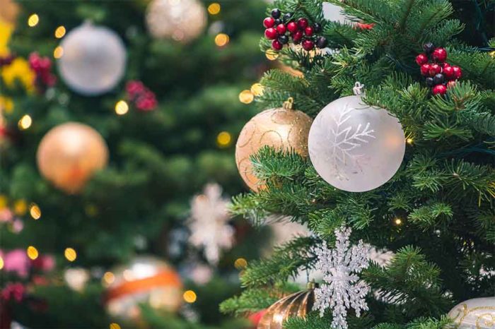 Navidad 24 31