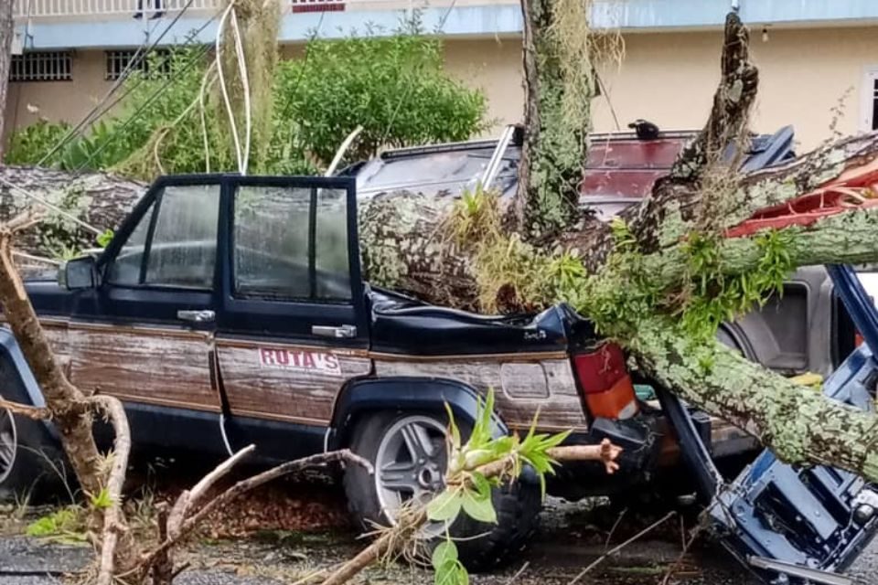 Exigen tala de árboles en Mérida