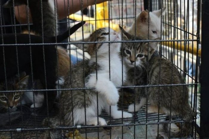 Gatos en Barquisimeto
