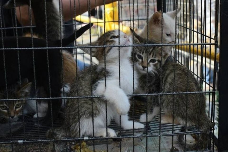 Gatos en Barquisimeto