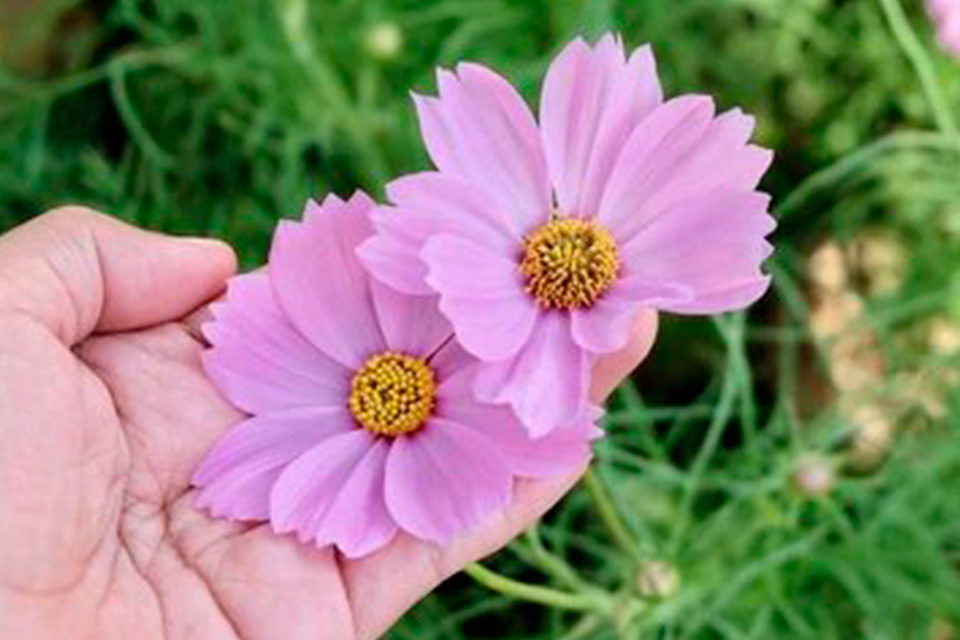 Hablar con las flores