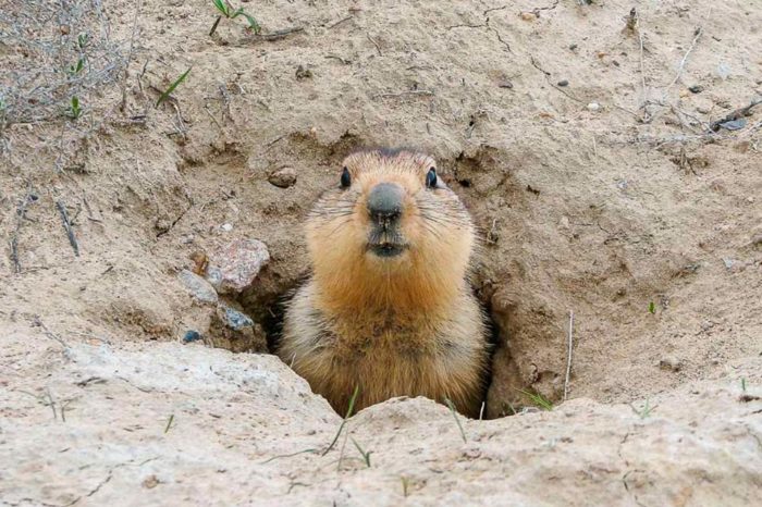El año de la marmota