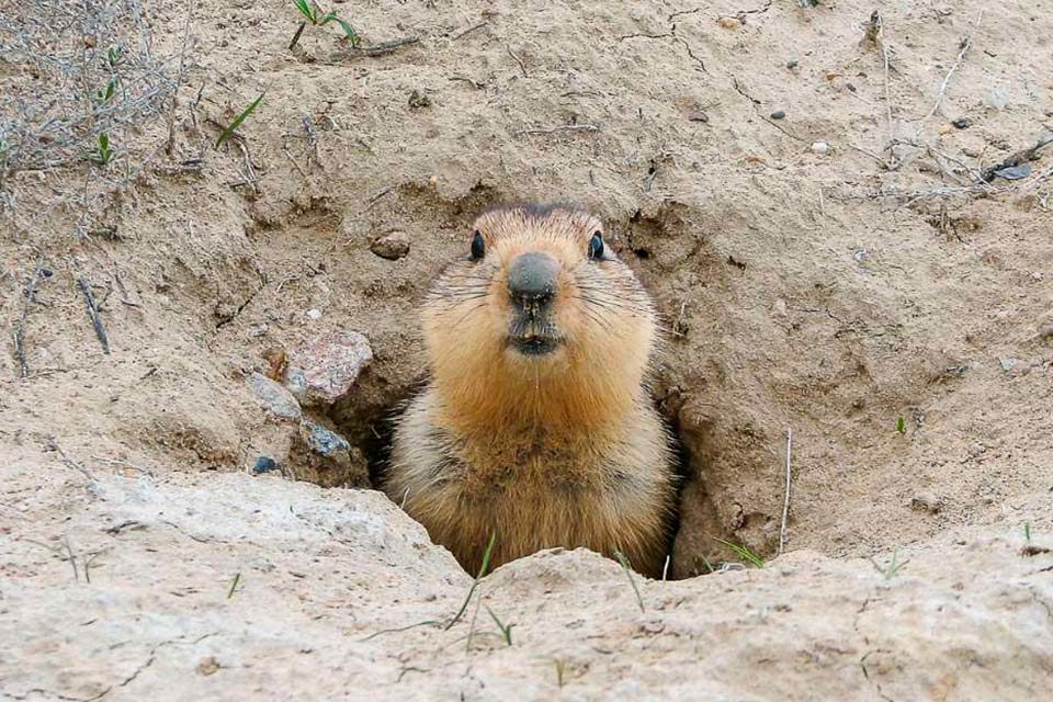 El año de la marmota