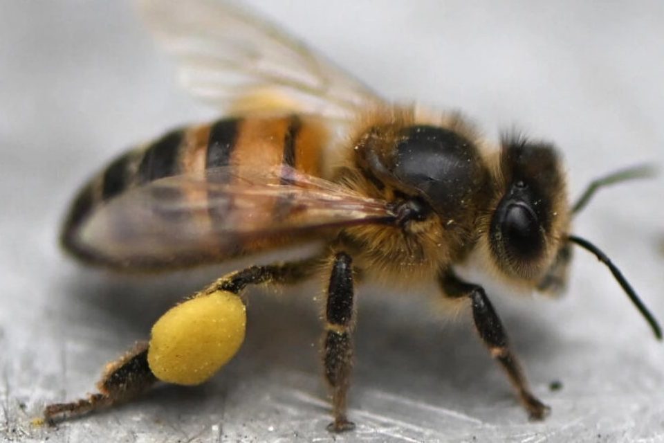 Abejas