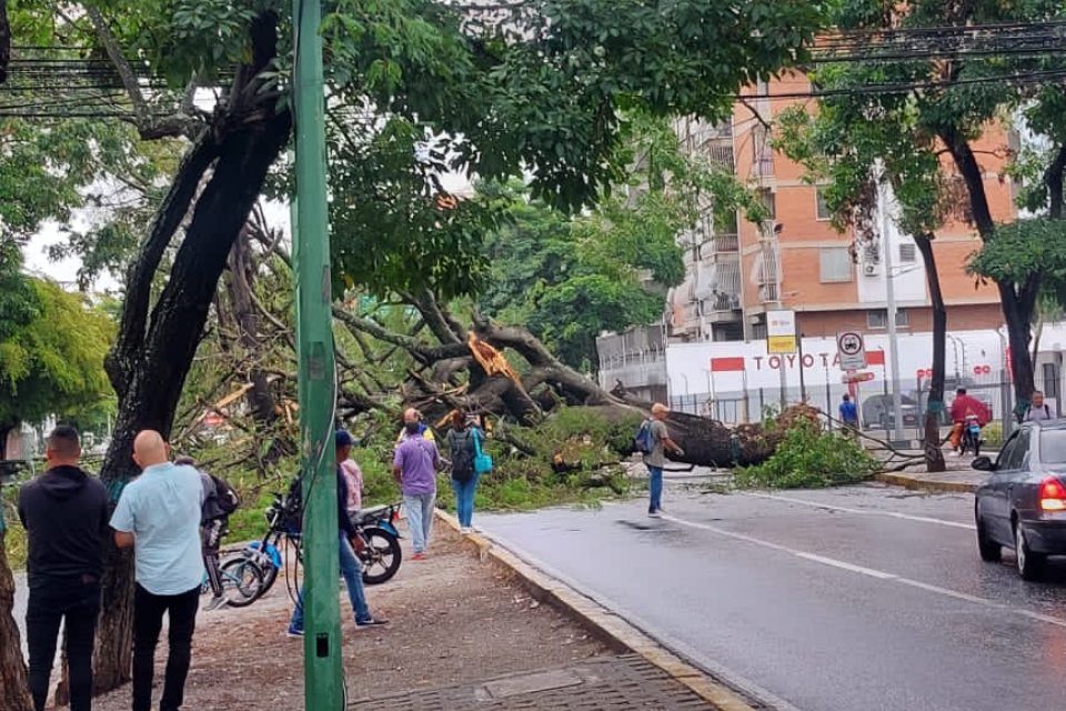 Arbol Lara lluvias Barquisimeto 08.02.2024